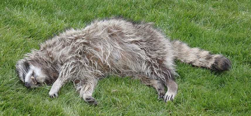 dead animal removal