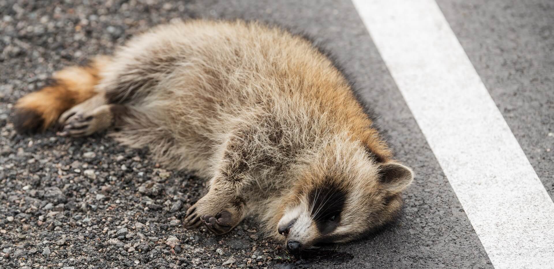 dead animal removal