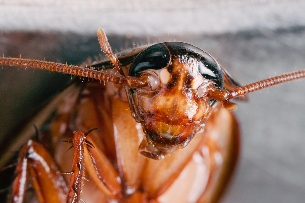 Cockroach control