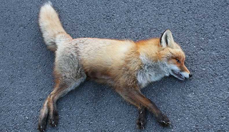 dead animal removal