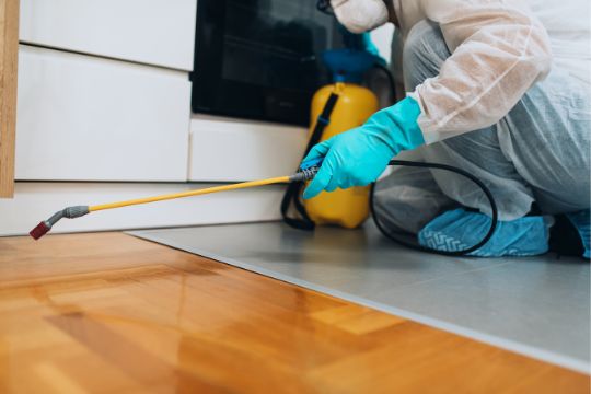 Flea Pest Control Bendigo