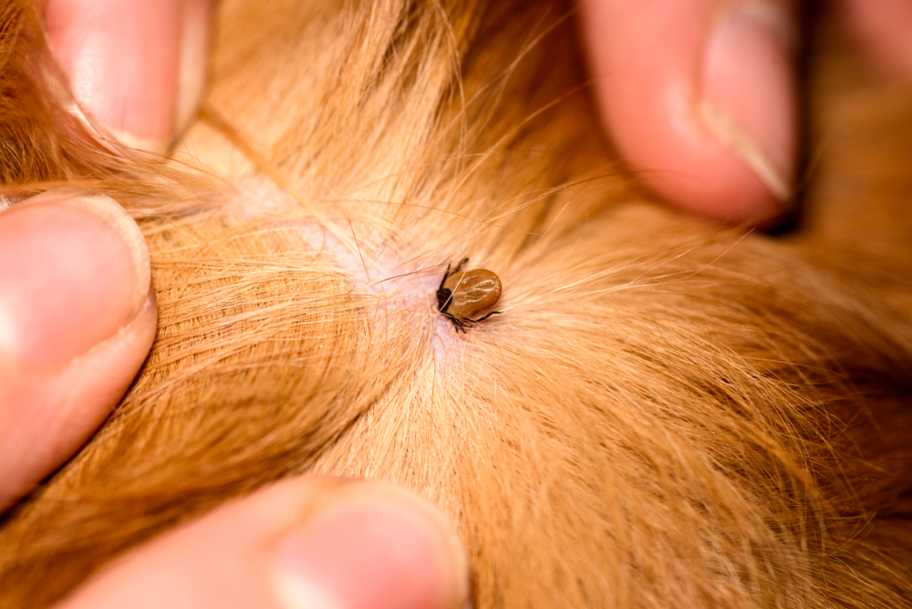 flea control